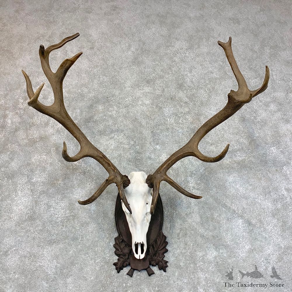 Red Deer Skull Antler European Mount For Sale #22782 @ The Taxidermy Store