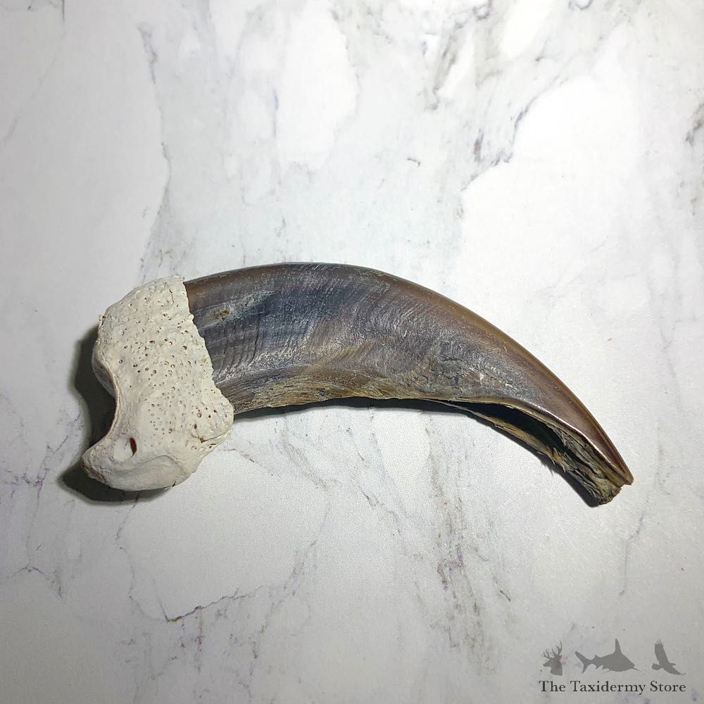 Grizzly Bear Claw For Sale #23793 - The Taxidermy Store