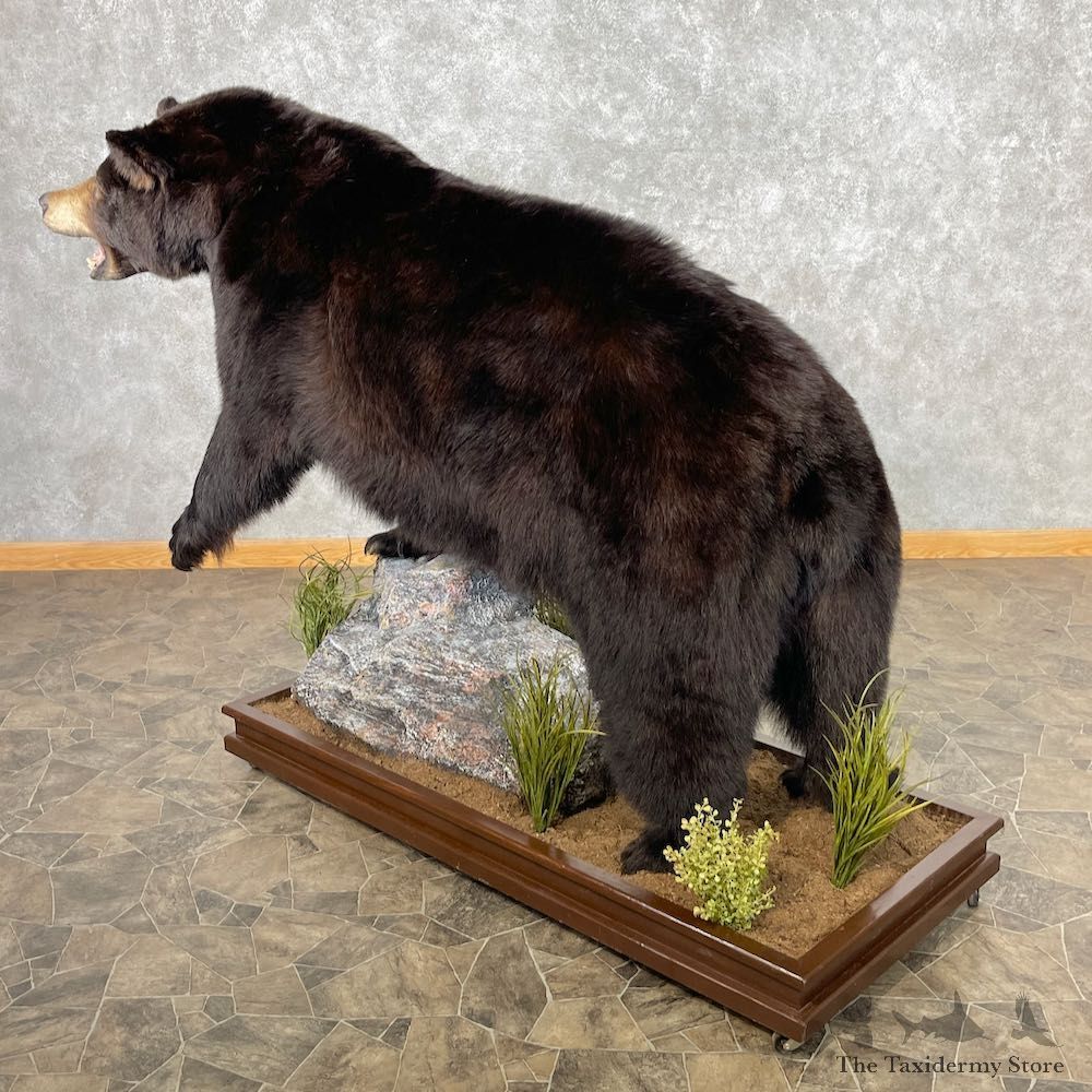 Black Bear Life-Size Mount For Sale #26743 @ The Taxidermy Store