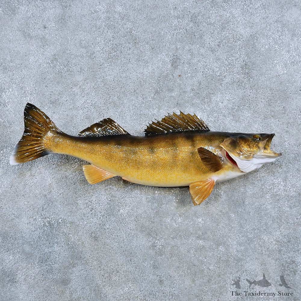 Walleye Fish Mount For Sale #14337 @ The Taxidermy Store