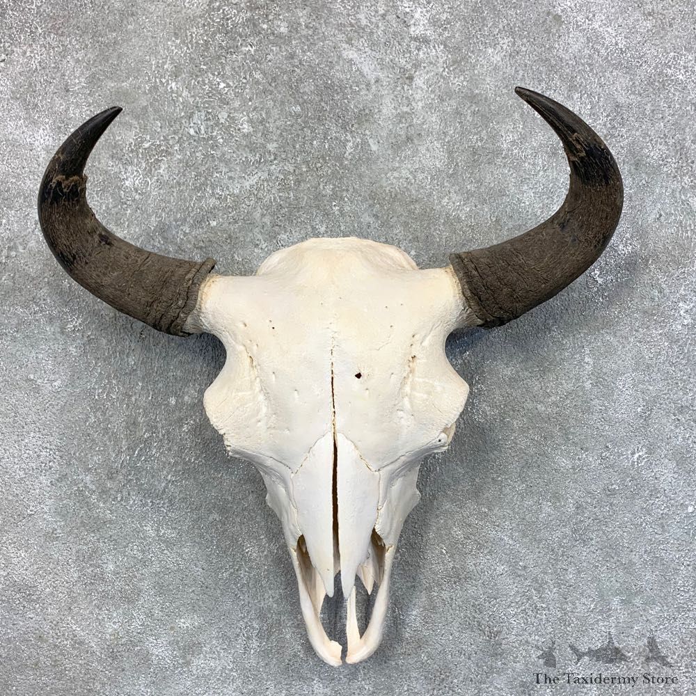 Buffalo Bison Skull Mount For Sale #23445 @ The Taxidermy Store