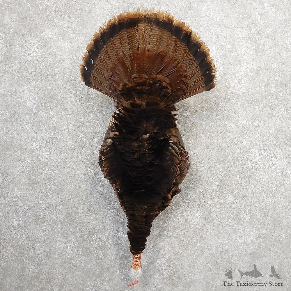 Eastern Turkey Bird Mount For Sale #21146 @ The Taxidermy Store