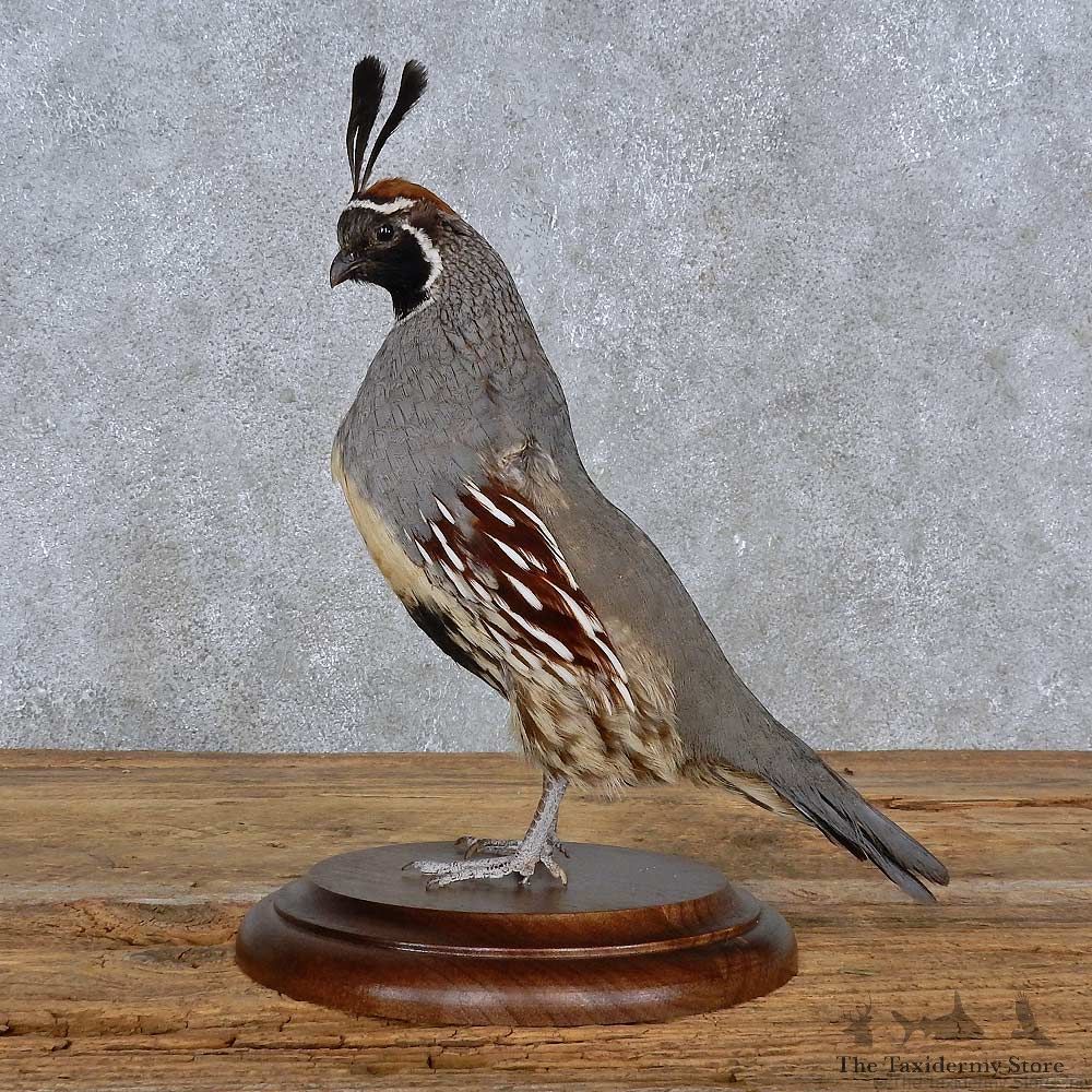 Gamble Quail Life-Size Mount For Sale #15225 @ The Taxidermy Store