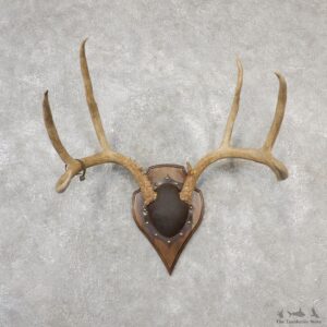 Mule Deer Taxidermy Antler Plaque #19136 For Sale @ The Taxidermy Store