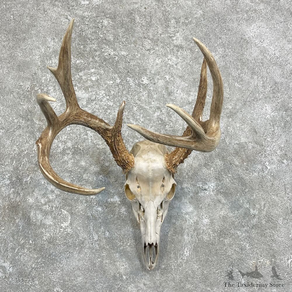 Whitetail Deer Skull European Mount For Sale #27934 @ The Taxidermy Store
