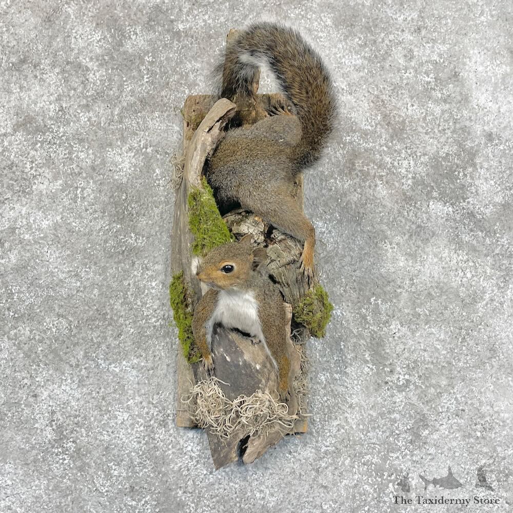 Grey Squirrel Pair Life-Size Mount For Sale #28717 @ The Taxidermy Store