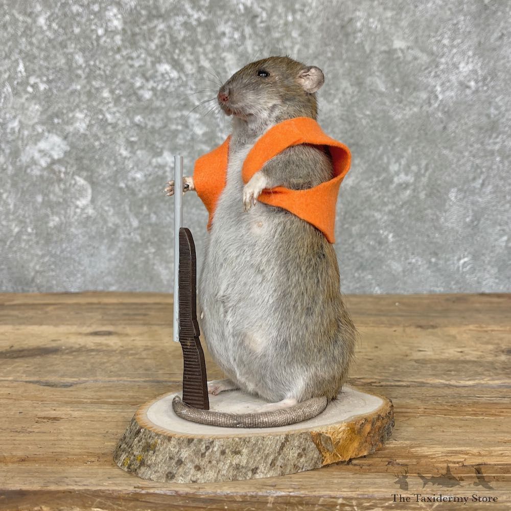 Hunting Rat Novelty Mount For Sale #26636 @ The Taxidermy Store