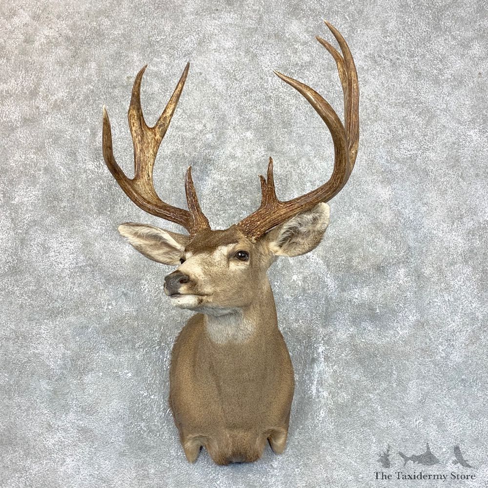 Sonora Desert Mule Deer Shoulder Mount For Sale #23803 @ The Taxidermy Store