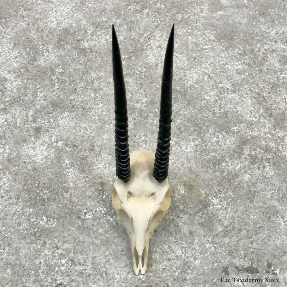 African Vaal Rhebok Skull European Mount For Sale #28995 @ The Taxidermy Store