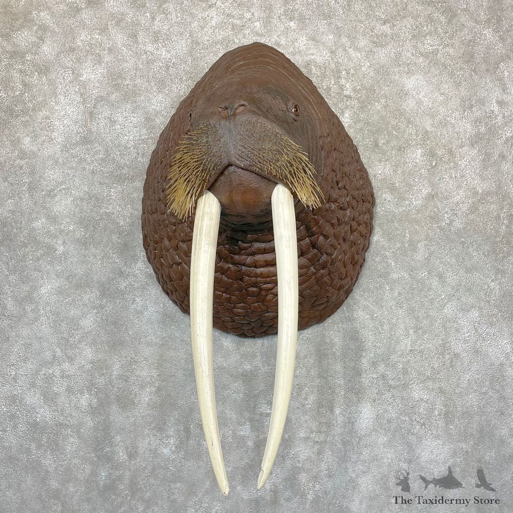Reproduction Walrus Taxidermy Mount For Sale #24384 @ The Taxidermy Store
