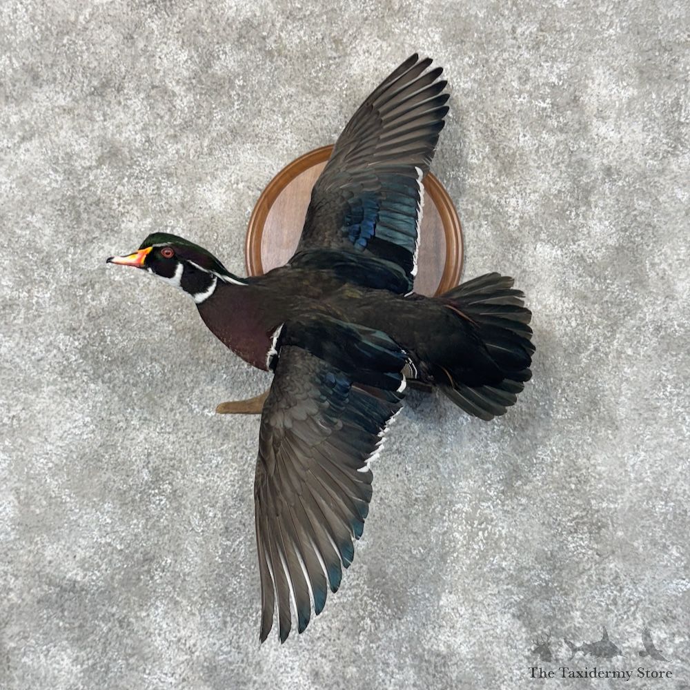 Wood Duck Bird Mount For Sale #30098 @ The Taxidermy Store