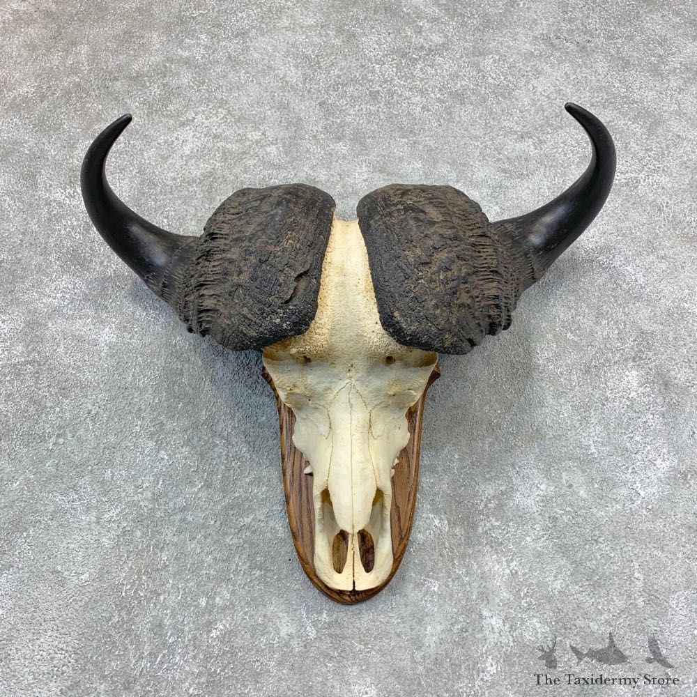 Cape Buffalo Skull Horns Mount For Sale #23378 For Sale @ The Taxidermy Store