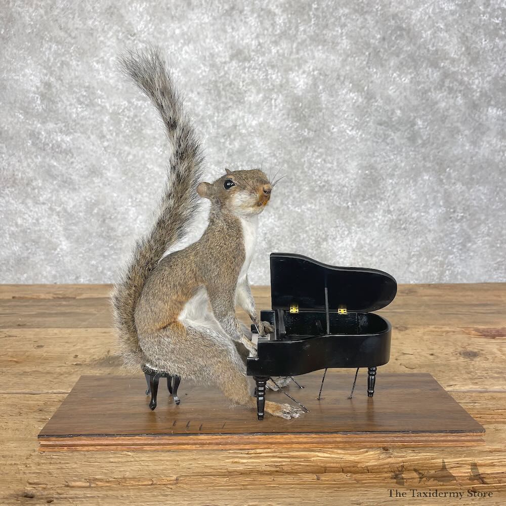 Novelty Grey Squirrel Mount For Sale #28630 @ The Taxidermy Store