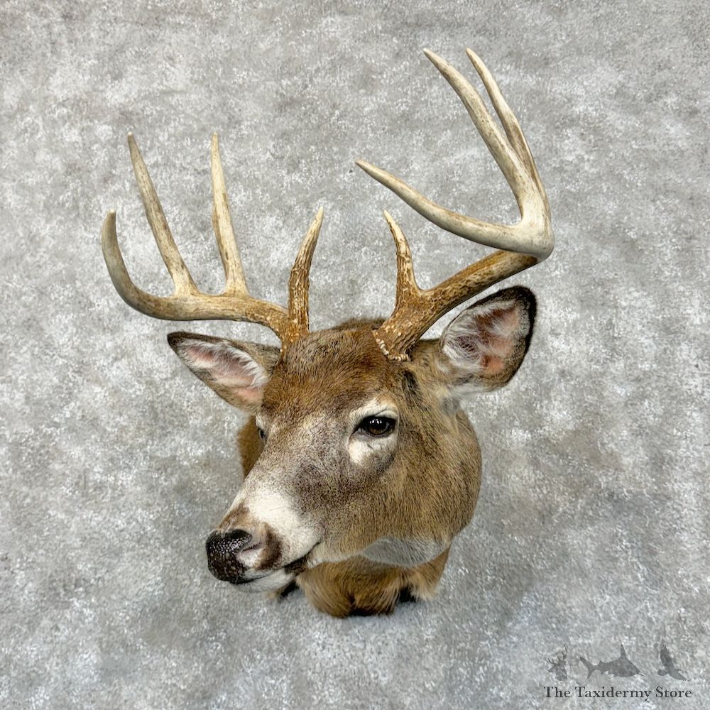 Whitetail Deer Shoulder Mount For Sale #29450 @ The Taxidermy Store
