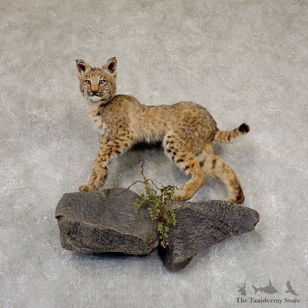 Bobcat Life-Size Mount For Sale #18911 @ The Taxidermy Store