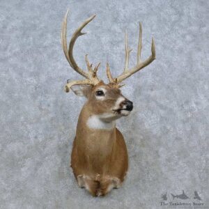 Whitetail Deer Life-Size Mount For Sale #15025 @ The Taxidermy Store