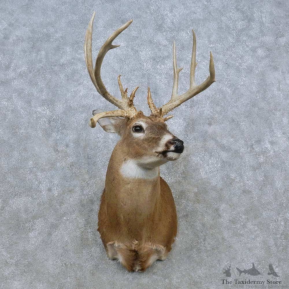 Whitetail Deer Life-Size Mount For Sale #15025 @ The Taxidermy Store