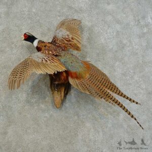 Ringneck Pheasant Bird Mount For Sale #16353 @ The Taxidermy Store