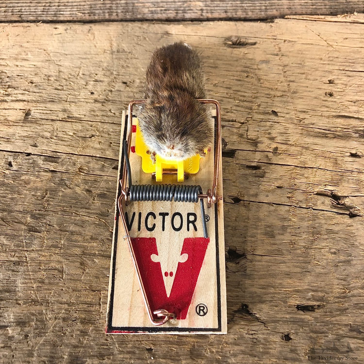 Mouse Trap Novelty Mount For Sale #19867 @ The Taxidermy Store