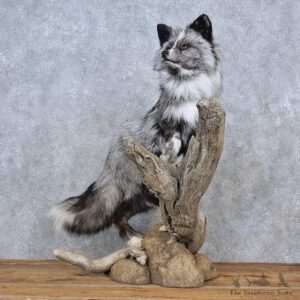 Arctic Platinum Fox Life-Size Mount For Sale #15593 @ The Taxidermy Store