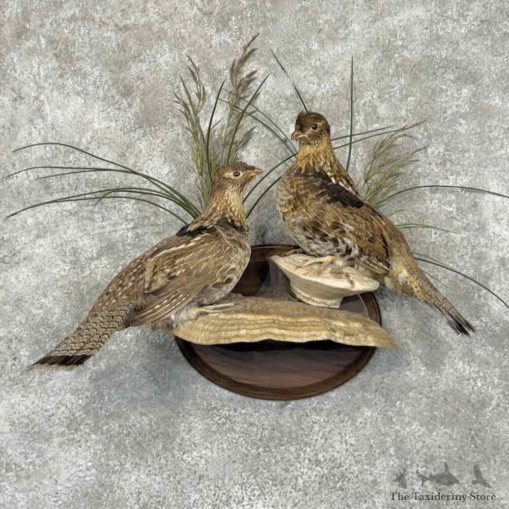 Ruffed Grouse Pair Bird Mount For Sale #31956 @ The Taxidermy Store