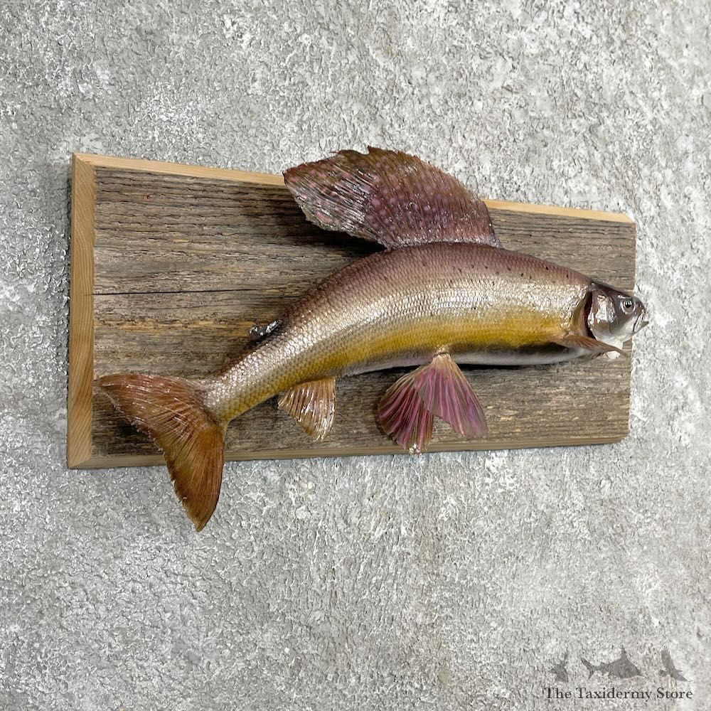 Arctic Grayling Fish Mount For Sale #27462 @ The Taxidermy Store