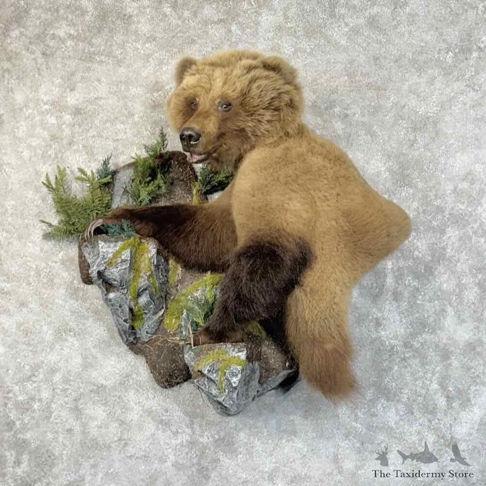 Grizzly Bear Half Life-Size Mount For Sale #31264 @ The Taxidermy Store