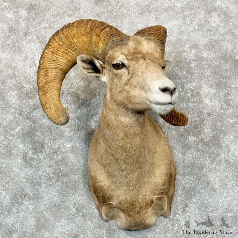 Desert Bighorn Sheep Shoulder Mount For Sale #29030 @ The Taxidermy Store