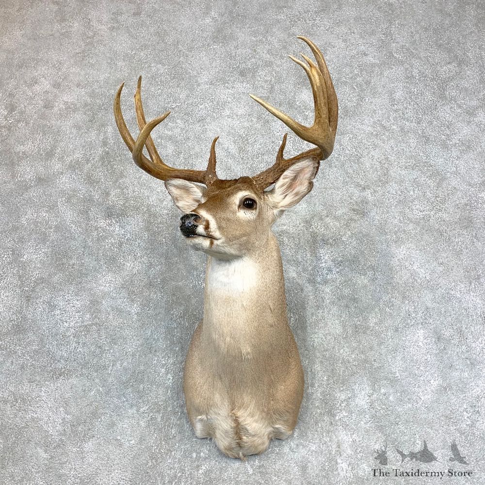 Whitetail Deer Shoulder Mount #22139 For Sale - The Taxidermy Store