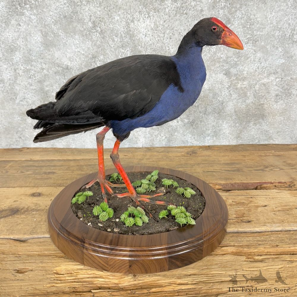 Australasian Swamphen Bird Mount For Sale #29336 @ The Taxidermy Store
