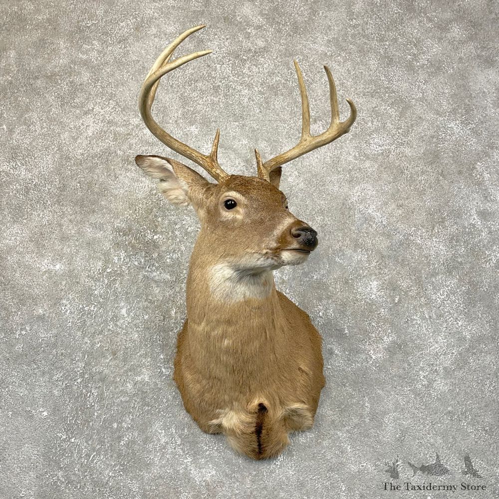 Whitetail Deer Shoulder Mount #24664 For Sale - The Taxidermy Store