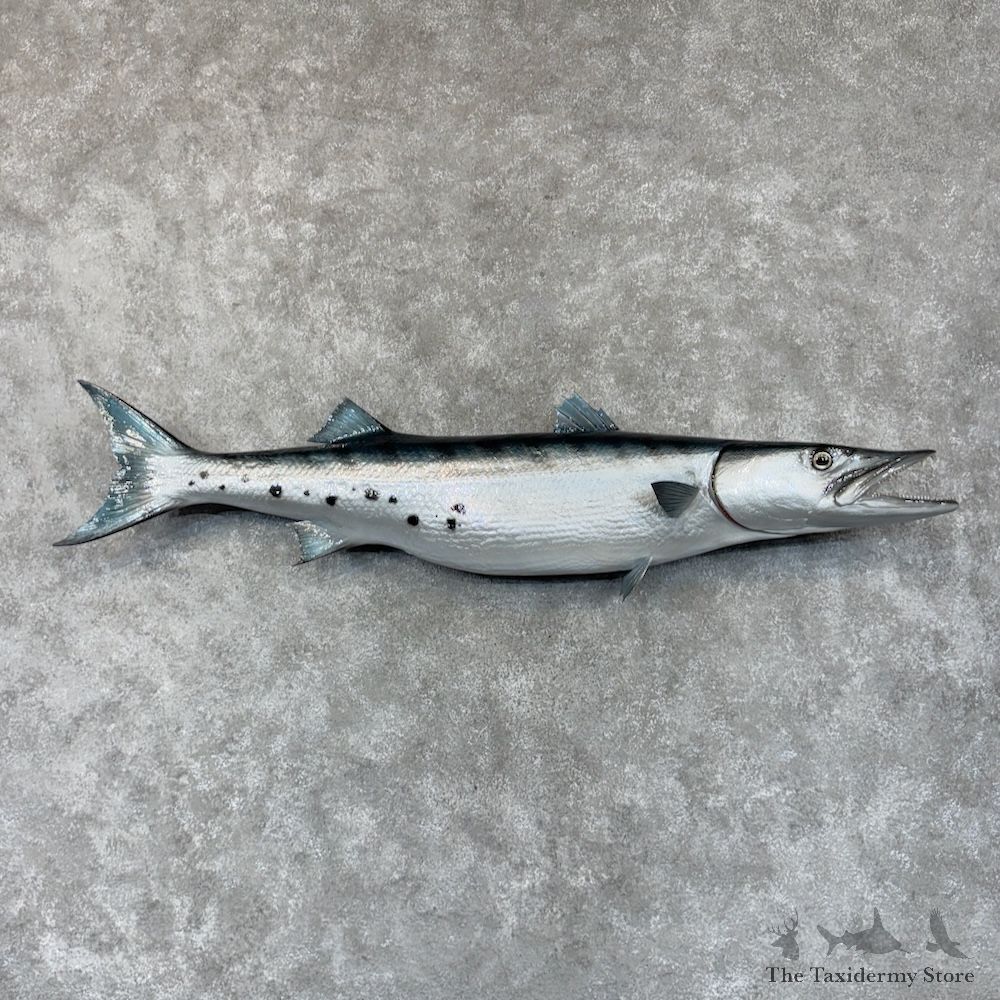Barracuda Fish Mount For Sale #30158 @ The Taxidermy Store