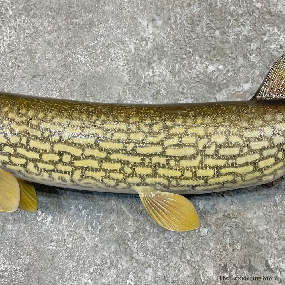 Chain Pickerel Fish Mount For Sale #27558 @ The Taxidermy Store