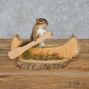 Novelty Canoe Chipmunk Mount For Sale #14985 @ The Taxidermy Store