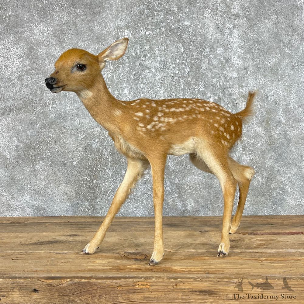 Whitetail Deer Fawn Life-Size Mount For Sale #25286 - The Taxidermy Store