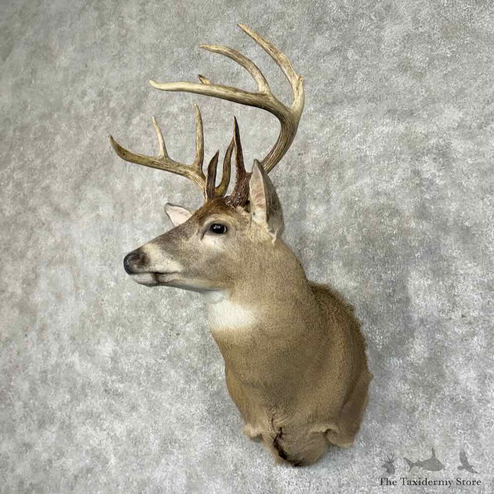 Whitetail Deer Shoulder Mount For Sale #31214 @ The Taxidermy Store