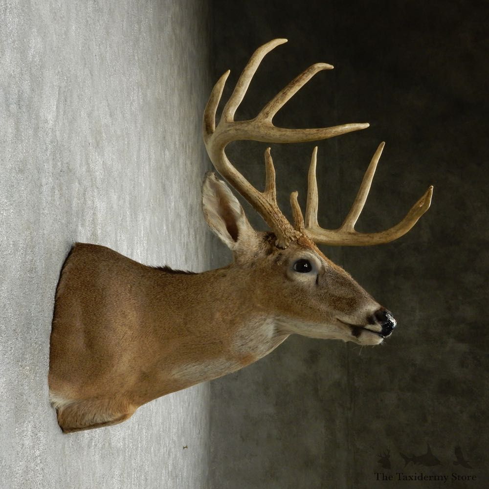 Whitetail Deer Taxidermy Shoulder Mount #13164 For Sale @ The Taxidermy Store