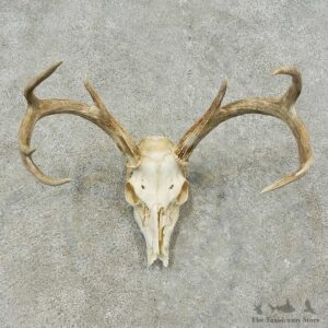 Whitetail Deer Skull European Mount For Sale #16249 @ The Taxidermy Store