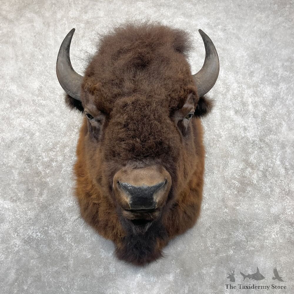 American Buffalo Bison Shoulder Mount For Sale #28337 @ The Taxidermy Store