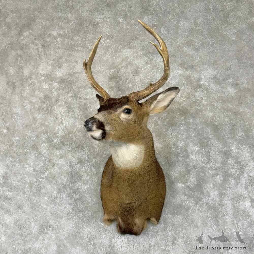 Sitka Blacktail Deer Shoulder Mount For Sale #31337 @ The Taxidermy Store
