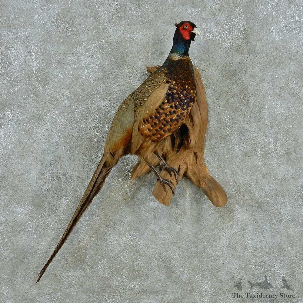 Perched Green Pheasant Life Size Mount #13560 For Sale @ The Taxidermy Store