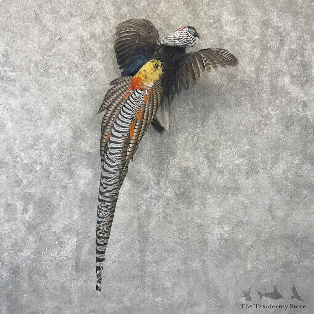 Lady Amherst Pheasant Bird Mount For Sale #32248 @ The Taxidermy Store