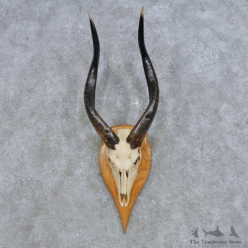 Nyala Skull & Horns European Mount For Sale #14619 @ The Taxidermy Store