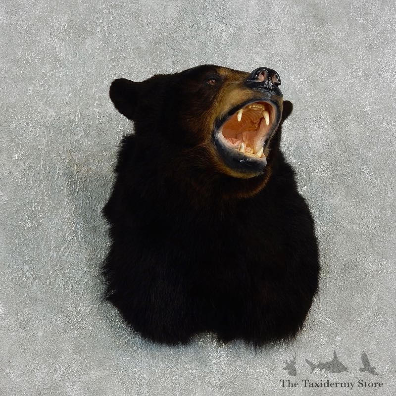 Black Bear Mount For Sale #17650 @ The Taxidermy Store