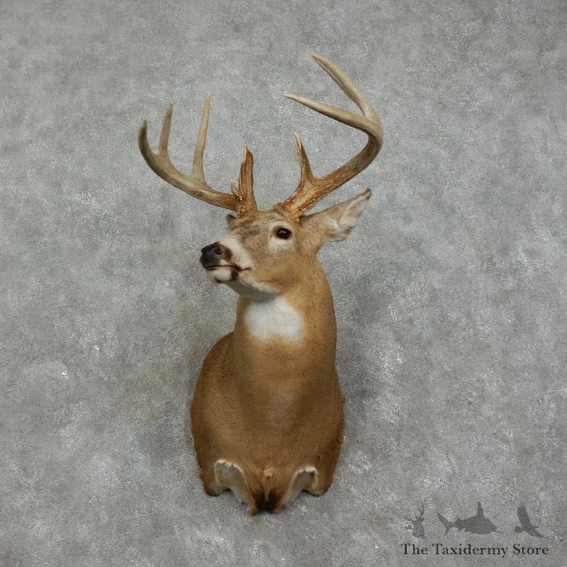 Whitetail Deer Shoulder Mount For Sale #17518 @ The Taxidermy Store