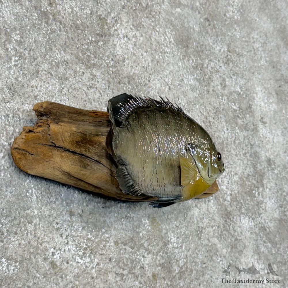 Bluegill Fish Mount For Sale #29815 @ The Taxidermy Store