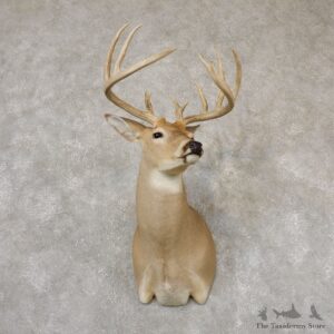 Whitetail Deer Shoulder Taxidermy Mount For Sale #18851 @ The Taxidermy Store.jpg