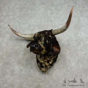 Texas Longhorn Shoulder Mount For Sale #17089 @ The Taxidermy Store
