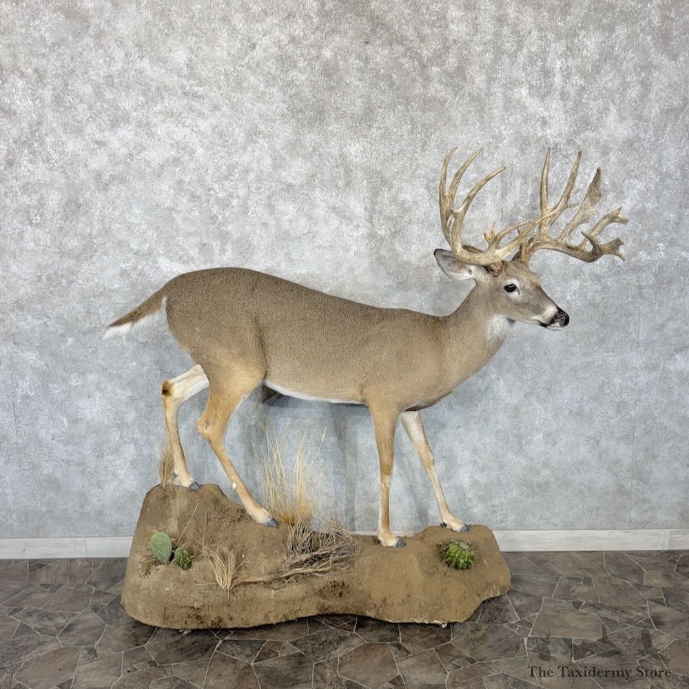 Texas Whitetail Deer Life-Size Mount For Sale #30286 @ The Taxidermy Store