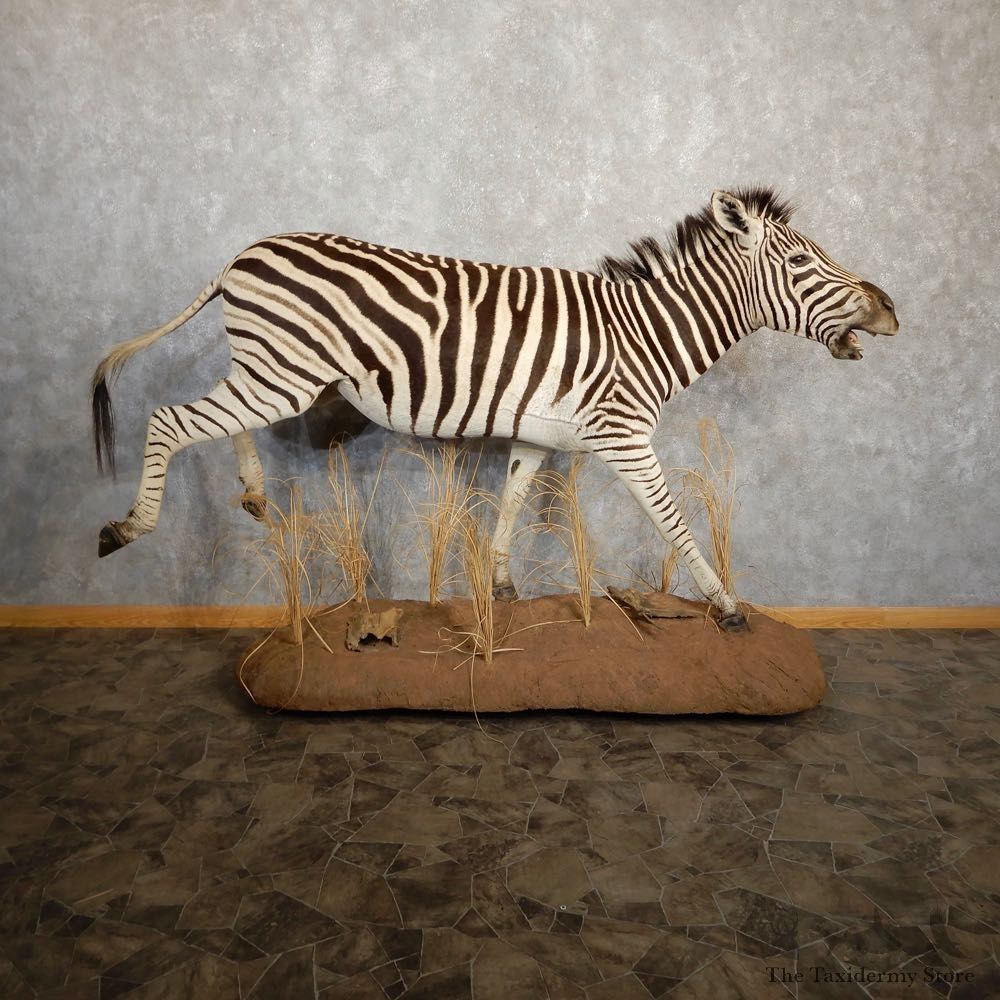 African Zebra Life Size Taxidermy Mount #20214 For Sale @ The Taxidermy Store